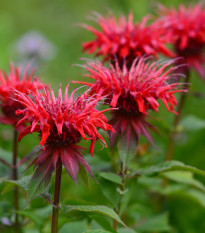 Zavinutka podvojná - Monarda - Monarda didyma - semena zavinutky - 30 ks